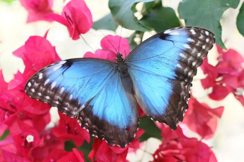 A vibrant blue butterfly perched on bright pink bougainvillea flowers.
