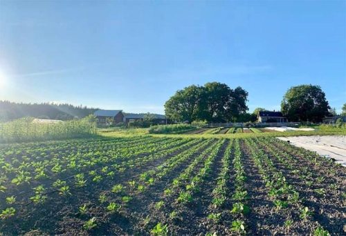 A sunny farm landscape with rows of green crops and trees, under a clear blue sky.