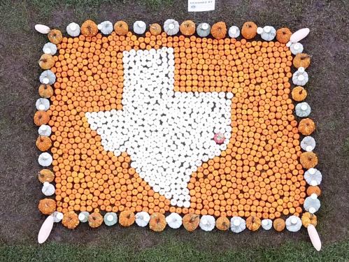 Aerial view of pumpkins arranged in the shape of Texas, with orange and white pumpkins on a grassy background.