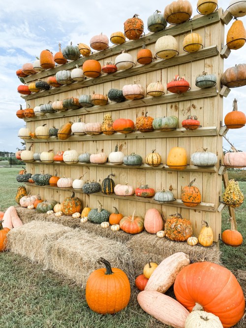A wooden display wall filled with various pumpkins in different colors and sizes, with hay bales at the bottom.