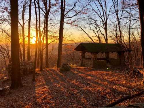 A serene sunset over a forest, casting long shadows on the ground near a rustic shelter.