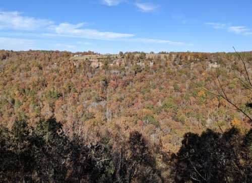 A panoramic view of a forested hillside with autumn foliage under a clear blue sky.