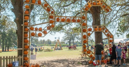 A pumpkin display arch made of wooden shelves and pumpkins, with people enjoying a sunny outdoor festival.