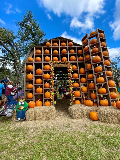 A barn-like structure filled with pumpkins, surrounded by hay bales and people enjoying a fall festival.