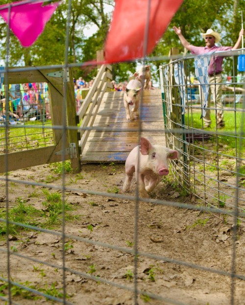 A pig races down a ramp at a fair, with colorful flags and a cheering crowd in the background.