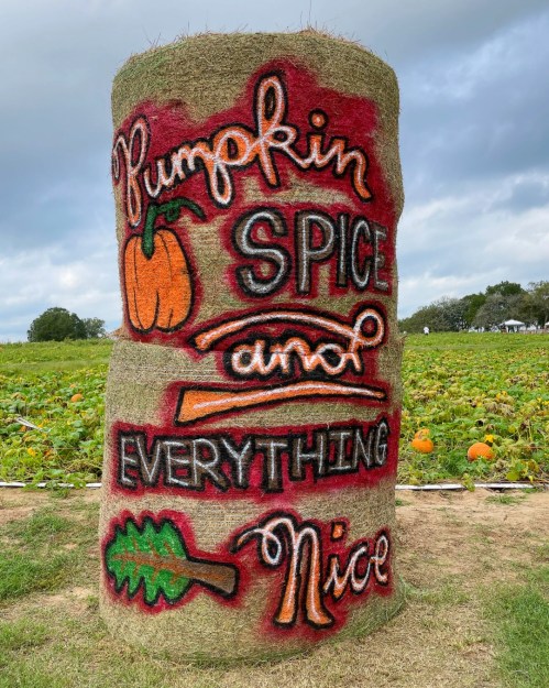 A hay bale decorated with "Pumpkin Spice and Everything Nice" in colorful lettering, set in a pumpkin patch.