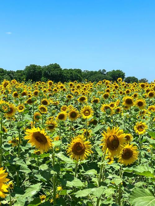 A vibrant field of sunflowers under a clear blue sky, stretching towards the horizon.