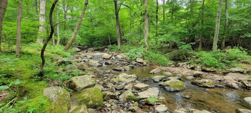 A serene forest scene featuring a winding creek surrounded by lush green trees and rocky banks.