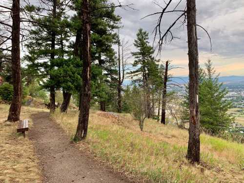 A winding dirt path through a forest of tall trees, overlooking a valley under a cloudy sky.