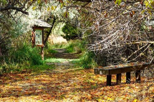 A serene forest path covered in leaves, with a wooden bench and an information sign nearby.