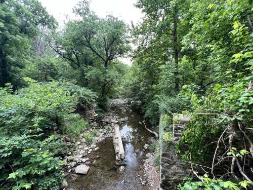 A serene forest scene with a small creek flowing through lush greenery and rocky banks.