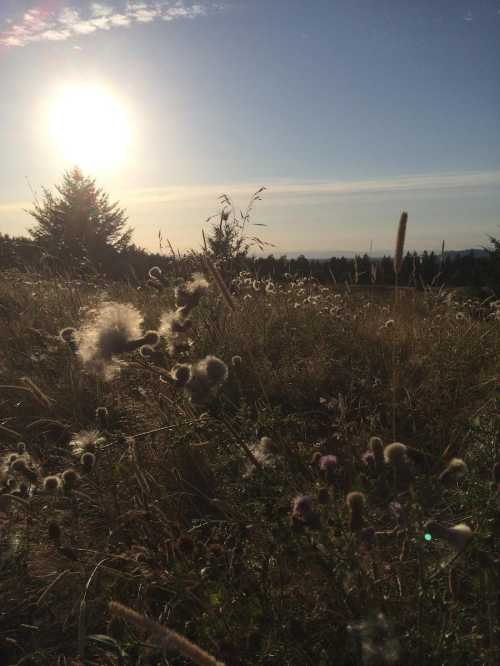 Sunset over a grassy field with wildflowers, illuminated by warm sunlight and a clear blue sky.