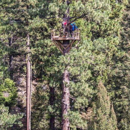 Two people stand on a wooden platform high in a tree, surrounded by tall green pine trees.