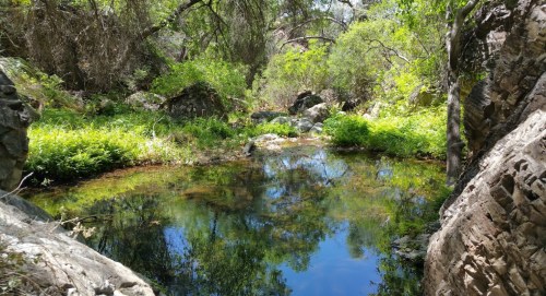 A serene natural pond surrounded by lush greenery and rocky terrain, reflecting the blue sky above.
