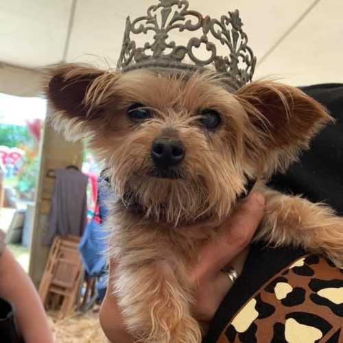 A small dog wearing a decorative crown, being held by a person, with a festive background.