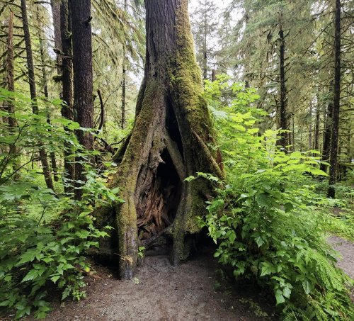 A large, moss-covered tree with a hollow trunk surrounded by lush green foliage in a forest.