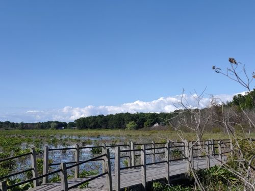 A wooden boardwalk leads through a wetland, with lush greenery and a clear blue sky in the background.