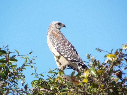 A hawk perched on a branch, surrounded by green leaves against a clear blue sky.