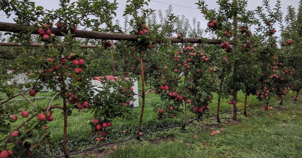 It’s Time for Apple Picking (and Apple Donuts) at Pippin Orchard in Rhode Island