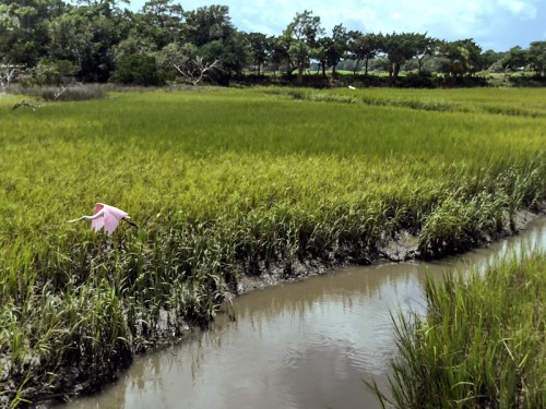 A person in a pink outfit walks through a lush green rice field beside a winding stream under a blue sky.