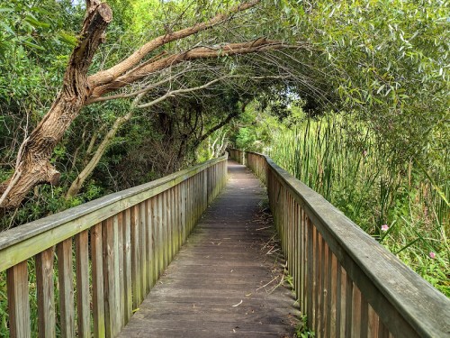 A wooden boardwalk winds through lush greenery, surrounded by trees and tall grasses.