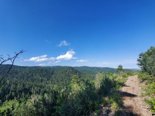 A scenic view of a forested landscape under a clear blue sky, with a dirt path winding through the greenery.