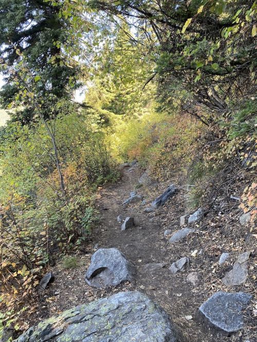 A narrow dirt trail winds through a forest, surrounded by rocks and vibrant autumn foliage.