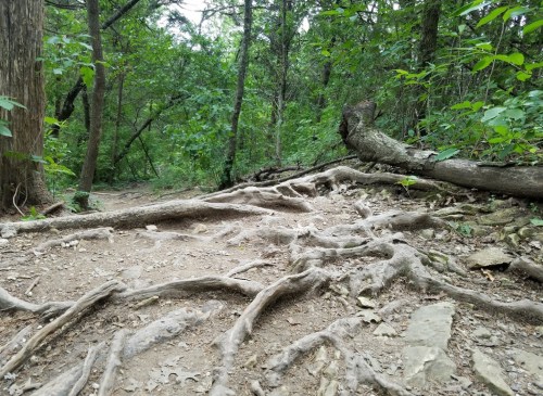 A forest path with exposed tree roots and a mix of dirt and rocks, surrounded by lush green foliage.