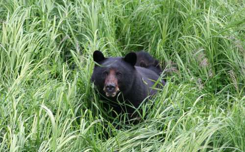 A black bear partially hidden in tall green grass, looking towards the camera.