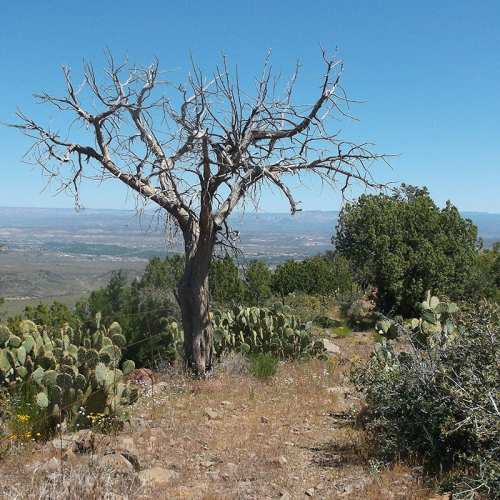 A barren tree stands on a rocky path surrounded by green shrubs and cacti, with a distant view of rolling hills.
