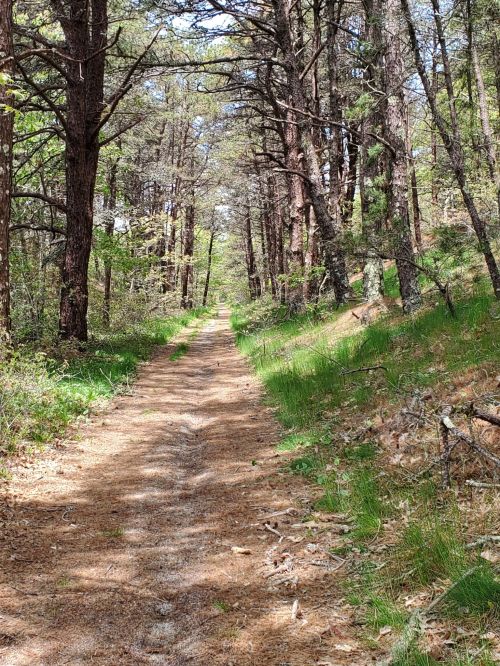 A narrow dirt path winds through a lush forest, surrounded by tall trees and green grass.