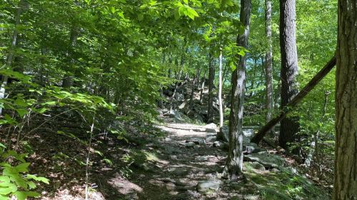 A sunlit forest path surrounded by lush green trees and rocky terrain.