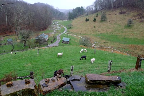 A scenic view of a green pasture with grazing sheep, surrounded by rolling hills and a winding dirt road.
