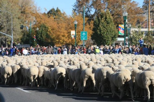 A large flock of sheep crossing a street, with a crowd of people watching from the sidelines and autumn trees in the background.