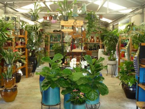 A vibrant indoor plant shop filled with various potted plants, shelves, and decorative items.