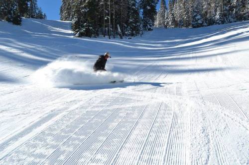 A skier carves through fresh powder on a snowy slope surrounded by tall trees.