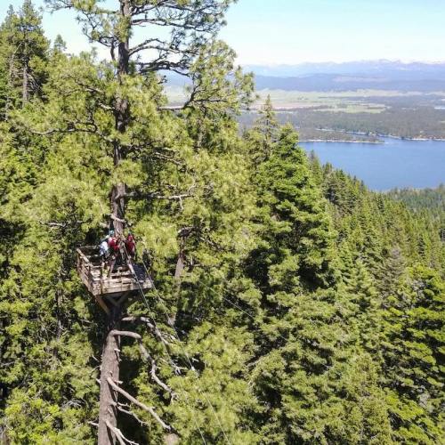 Aerial view of a treehouse platform in a tall pine tree, surrounded by lush green forest and a lake in the distance.