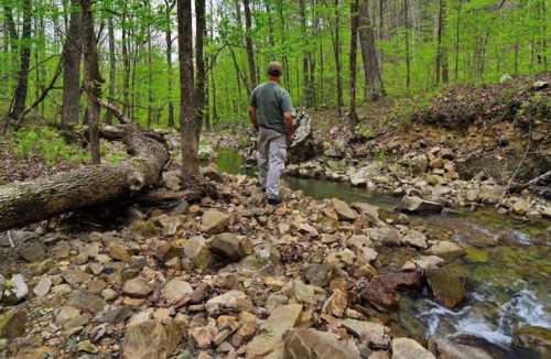 A person stands on rocky terrain by a stream, surrounded by lush green trees in a serene forest setting.