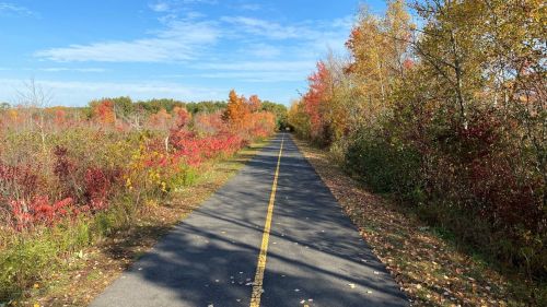 A paved path lined with colorful autumn trees under a clear blue sky.