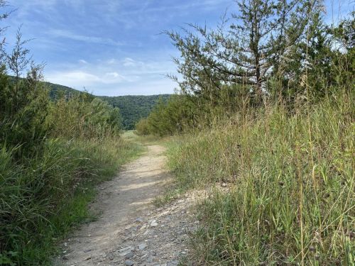 A dirt path winds through tall grass and shrubs, leading into a green, wooded area under a blue sky.