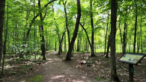 A lush green forest with tall trees and a dirt path, featuring an informational sign on the right.
