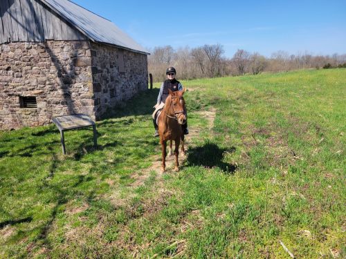 A person on a brown horse stands in a grassy field near a stone building under a clear blue sky.