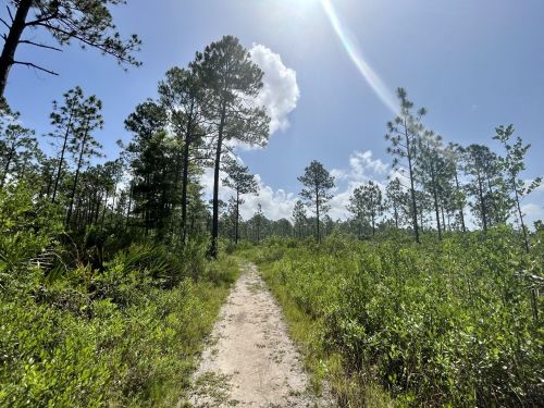 A sandy path winds through a lush green forest under a bright blue sky with scattered clouds.