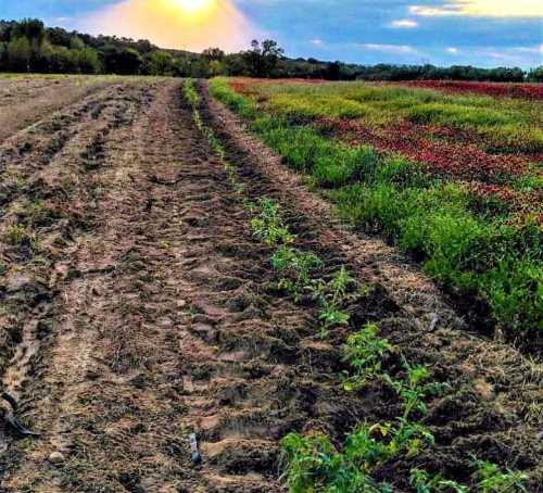 A scenic view of a field with rows of plants, vibrant flowers, and a sunset in the background.