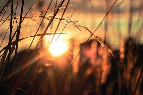 Sunset glow through tall grass, creating a warm, golden atmosphere with silhouettes in the background.