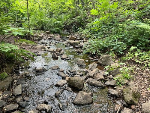 A serene forest stream flows over rocks, surrounded by lush green foliage and trees.