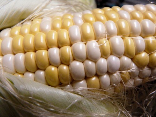 Close-up of corn kernels in alternating yellow and white colors, surrounded by green husks.