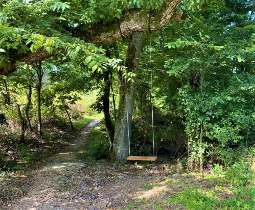 A wooden swing hangs from a tree branch beside a narrow path in a lush, green forest.