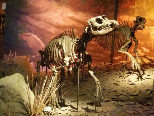 A dinosaur skeleton displayed in a museum setting, surrounded by rocks and a desert-like backdrop.