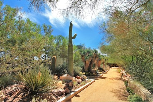 A sunny desert pathway lined with cacti and lush greenery under a blue sky.